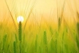 今日芒种 | 盛夏始，宜清热养心