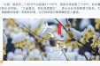 今日大雪，愿君冬安！养生妙招送给爱的人