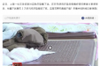 反诈宣传 | 躺着就治病的床垫？让牛蛙心跳不停的“神药”？当心！